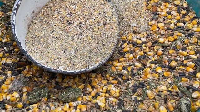 Купить корм для кур, перепелов и уток//Рецепт самодельный корм для всех видов птицы