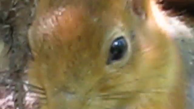Squirrel climbs down to food tin смотреть онлайн