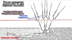 🍇 Жирующие побеги на винограде. Как с ними бороться. Почему это плохо. Школа виноградаря Часть №12
