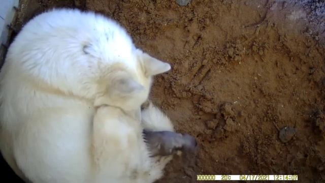 Появление на свет первого щенка/Как это было/Самый трогательный момент! смотреть онлайн