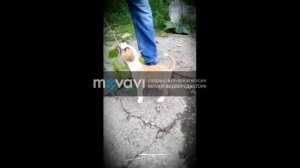 Амстафф 2 месяца (Американский Стаффордшидский терьер)