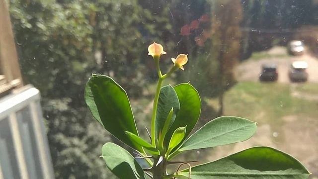 Молочай Миля. как добиться цветения. как ухаживать смотреть онлайн