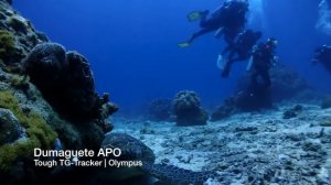 Tough TG-Tracker | Olympus Test Underwater video