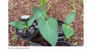 Садовая орхидея трициртис Посадка и уход в открытом грунте Фото в саду Виды жабьей лилии