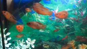 Аквариумные рыбки - Хромис Красавец 2