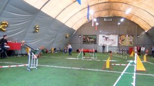 Дрессировка керн терьера. Training of the Cairn terrier