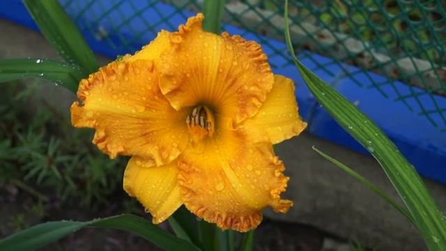 лилейник Orange Nassau смотреть онлайн