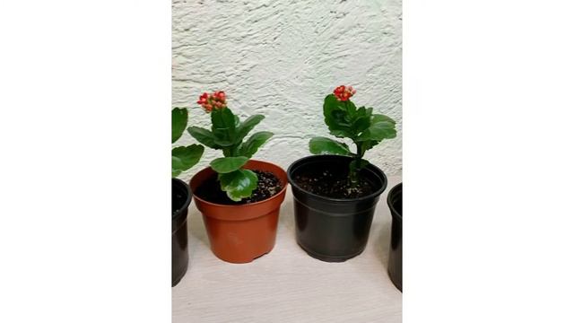 Каланхоэ смотреть онлайн