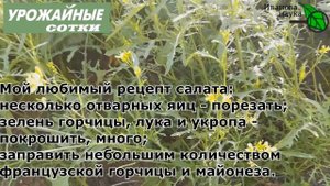 Любимица и помощница - листовая горчица: для салатов, закаток и маринадов! + Рецепт салата!