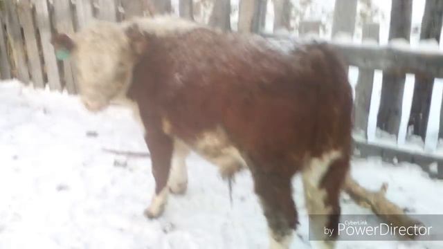 Герефорды в 8 и 9 месяцев