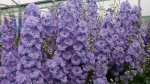 Дельфиниум новозеландский