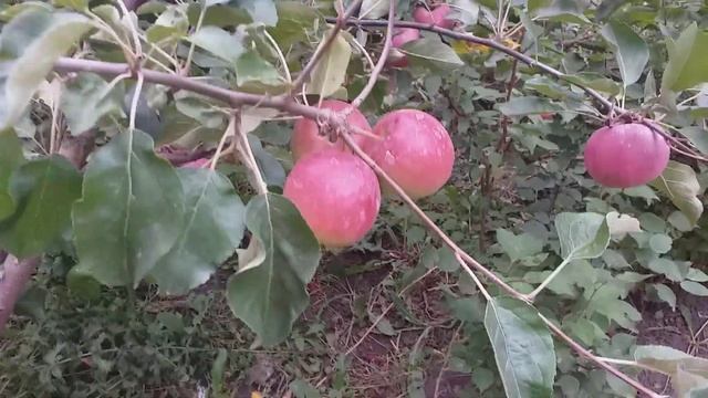 Яблоня красномясая осенний  сорт Цирцея (apple Redlove Circe). Достоинства и отличие данного сорта.