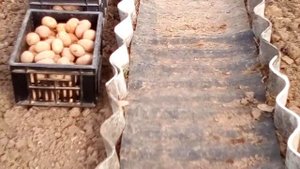 ПЛЮСЫ И МИНУСЫ СОДЕРЖАНИЯ КУР В ТЕПЛИЦЕ.