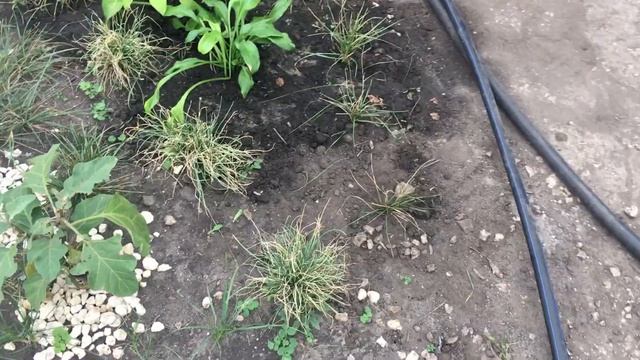 Декоративный водоём. Дачные дела 11-12 сентября 2021 года. Дача 46. смотреть онлайн