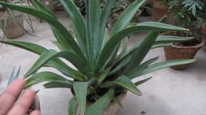 Agave Plant Care & Propagation Tips