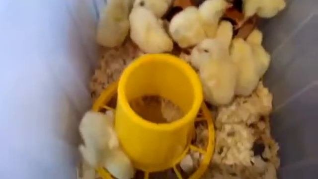Цыплята бройлеры хаббард