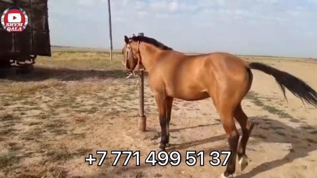 Жақсы айғырдың баласы сатылады