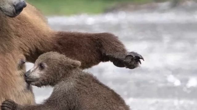 ЯКУТСКИЙ МАУГЛИ смотреть онлайн