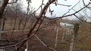 Как снизить крону дерева? Груша.