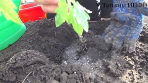 Высадка РАССАДЫ ТОМАТОВ по-хитрому в ТЕПЛИЦУ !!!