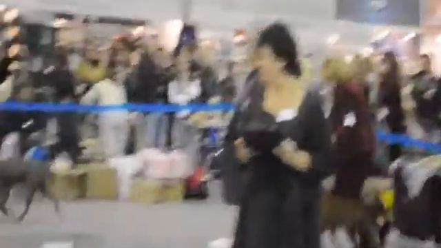 "Russia-2011" First Klub Show Thai Ridgeback Dog - - Males - Champion class смотреть онлайн