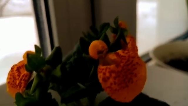 Экология природы в домашних условиях смотреть онлайн