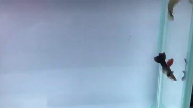 гуппи Дамбо Пиковая Дама 1,5 месяца смотреть онлайн