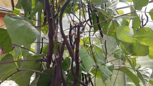 #огород #фасоль #спаржевая /  Спаржевая фасоль  (лат. phaseolus) в теплице для вегетарианцев
