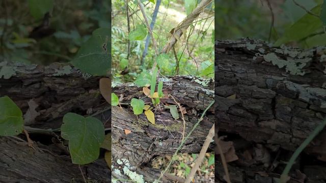 Planted 2 Orchids and a Anthurium Bugatti Royal in some trees. Big Island of Hawai'i смотреть онлайн