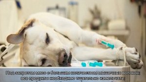 Запор у собаки: не может сходить в туалет по-большому
