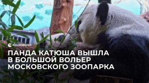 панда Катюша вышла в большой вольер Московского зоопарка