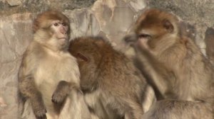 If you give a monkey an onion...