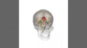 Мозолистое тело