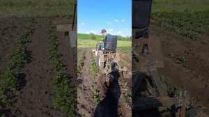 Самодельный минитрактор. Переделка из тяжелого дизельного мотоблока ProRab. Испытания окучника.