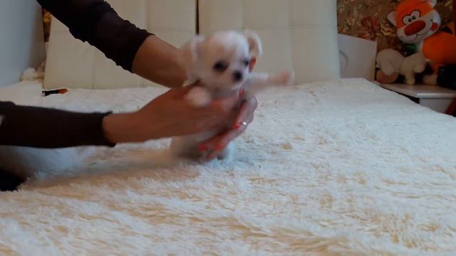 Чихуа щенки.Катя Вильсон смотреть онлайн