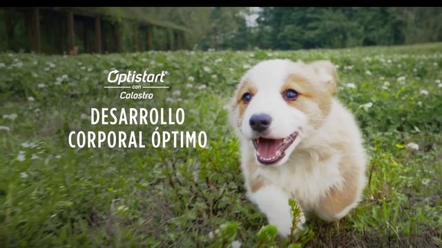 Descubre la nutrición más avanzada con PURINA® PRO PLAN® OPTISTART смотреть онлайн