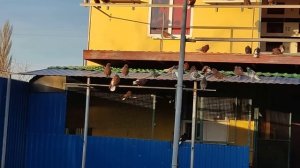 НИКОЛАЕВСКИЕ ГОЛУБИ:( первая поездка за красными голубями)