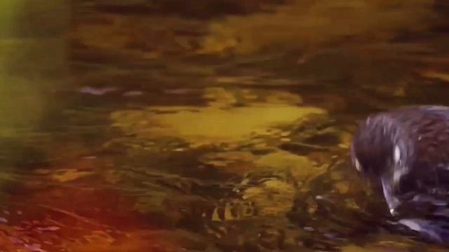 Жара птицы. 60 минуты счастья.#птицы#счастье#жара смотреть онлайн