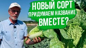 НОВЫЙ сорт пекинской капусты. Сочная, хрустящая капуста.