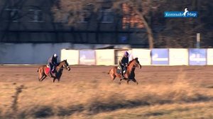 Как работать  3-х летнюю лошадь зимой ?