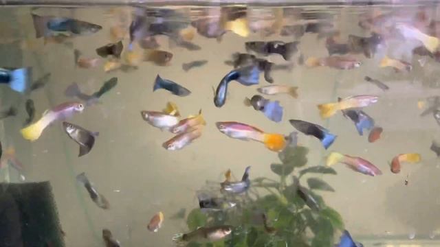 Породистые гуппи смотреть онлайн