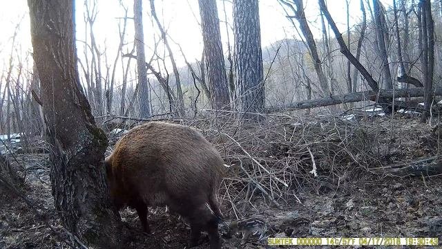 На фотоловушку в Жигулевском заповеднике впервые засняли новорожденных поросят