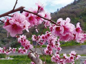 Что знали о миндале в СССР
