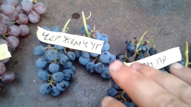 Обзор технических 9 сортов винограда степной призер,маркетт,дублянский,фронтиньяк,платовский мускат смотреть онлайн