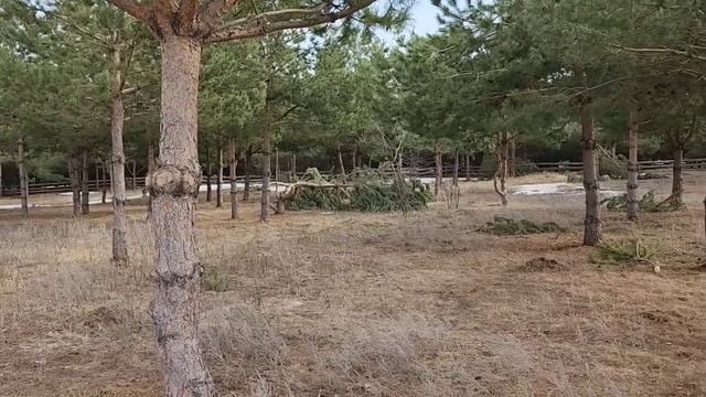 Почти весенняя красота у нас. смотреть онлайн