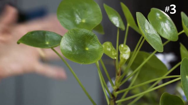 Laetitias top 5 houseplants to give as gifts  Grow at Home  Royal Horticultural Society