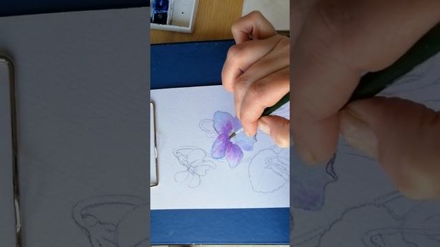 Лесные фиалки Часть 1