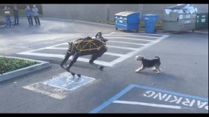 DOG ROBOT VS DOG  собака робот против собаки