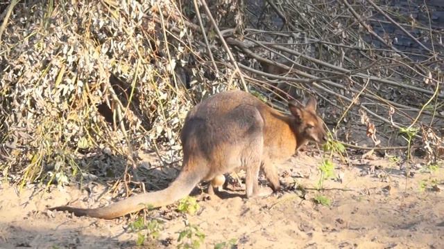 Новосибирский зоопарк смотреть онлайн