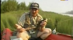 Окунь на спининг(серебряный ручей)